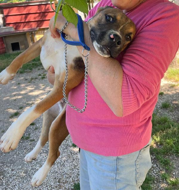 Il Dolcissimo E Bellissimo Choco